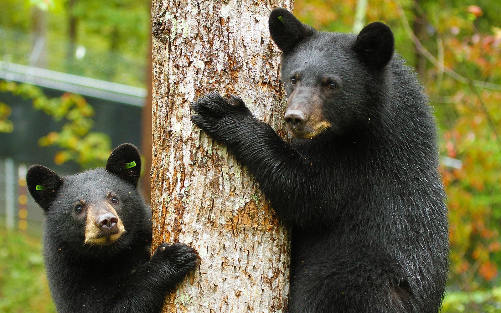 Appalachian Bear Rescue